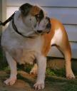Aussie Bulldog