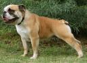 Aussie Bulldog