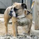 Aussie Bulldog