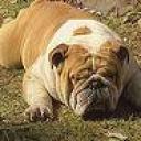 British Bulldog