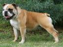 Aussie Bulldog