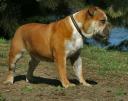 Aussie Bulldog