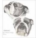 Aussie Bulldog