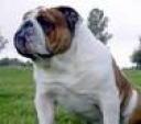 Aussie Bulldog