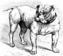 Aussie Bulldog