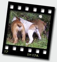 zelda, zena, zara