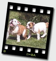 Zelda & Zena