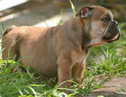 Boy 4 - Basil