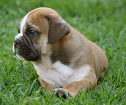 Boy 1 - Fred