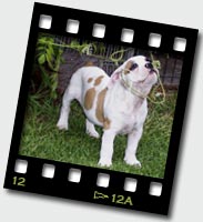 Zena