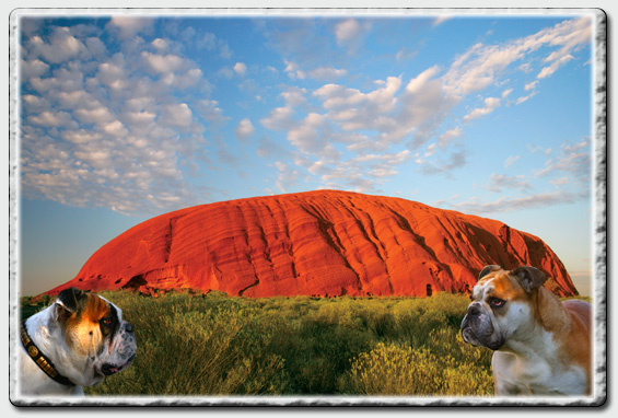 Aussie Bulldogs