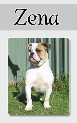 Zena