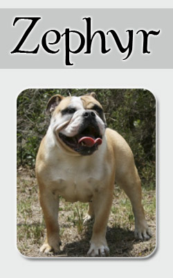 Zephyr