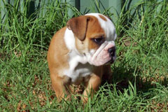 rocko