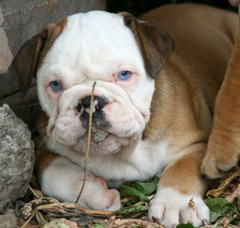 Freda