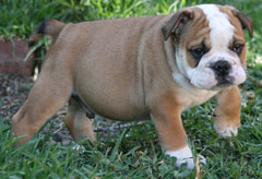 Maximus