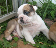Dozer
