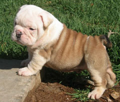 Bruno