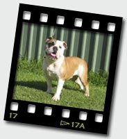 Zelda