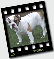 Zena