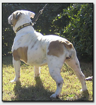 Zena