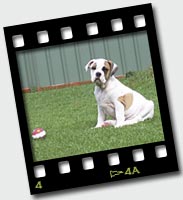Zena