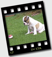 Zena