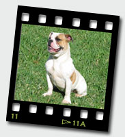 Zena