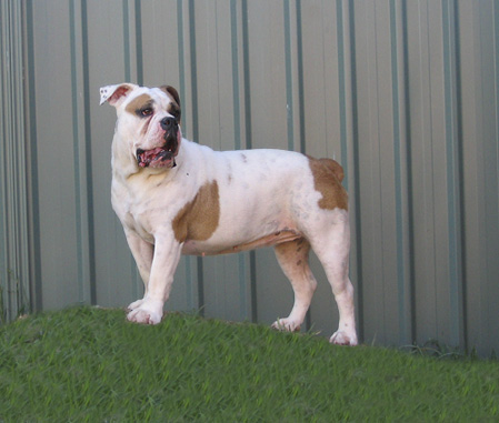 zena