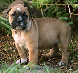 Male 3 - Blocka