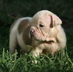 Female 4 - Daisy