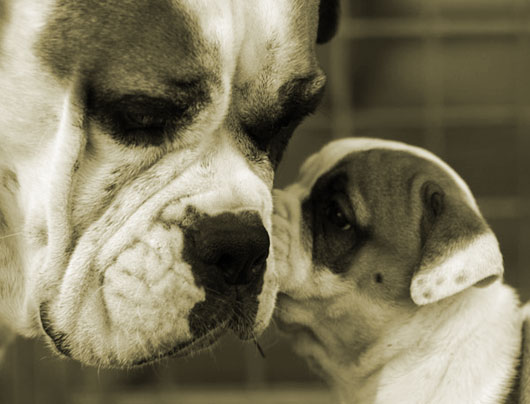 Zena and one of her babies