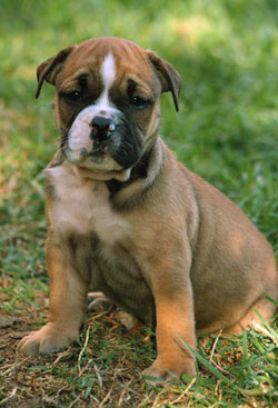 Male 2 - Bernard